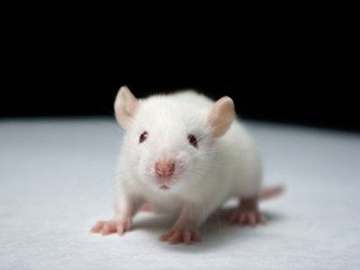 啮齿类动物（大、小鼠）体内PK研究
