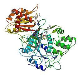 P450酶代谢表型